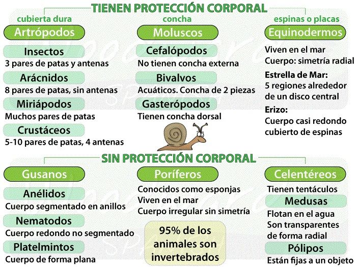 clasificación-animales-invertebrados.jpg